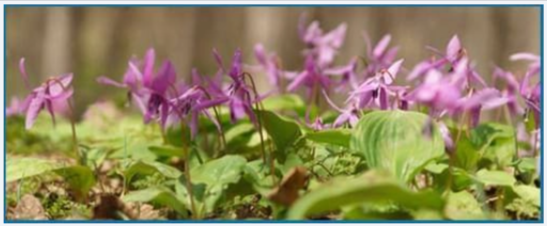 Corydalis (Yanhusuo Plant)