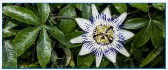Passionflower