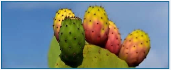 Prickly Pear